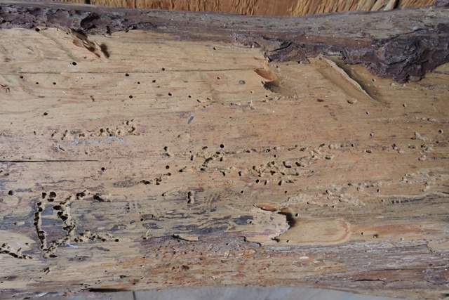 Woodworm holes